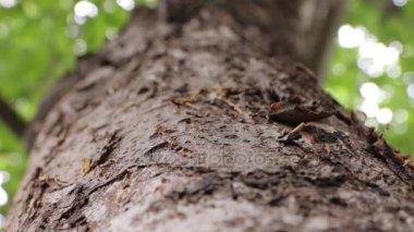 Karıncalar büyük ağaç üzerinde