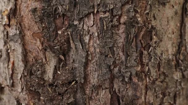 Le formiche strisciano sotto la corteccia di un albero — Video Stock