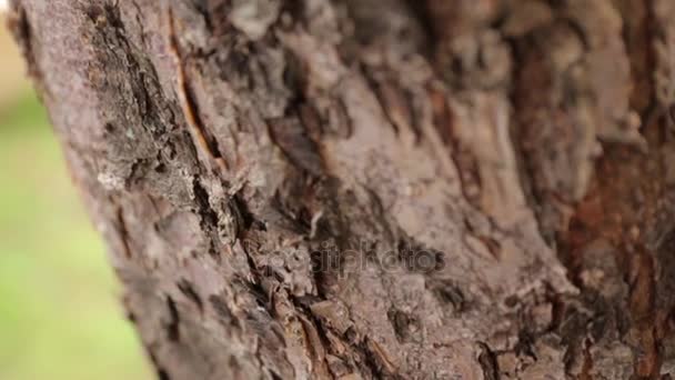 Las hormigas corren por la corteza del árbol — Vídeo de stock
