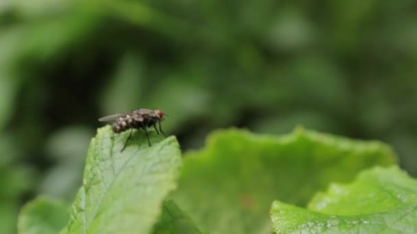 Большая муха на зеленых листьях — стоковое видео