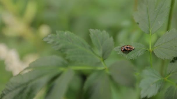 Kleine Bug op Bladeren — Stockvideo