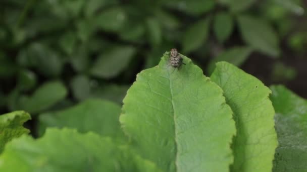 Fly Crawls on Green Leaves — Stock Video