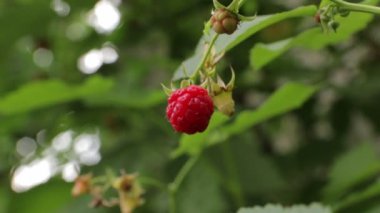 Ahududu Bush rüzgardan salıncaklar
