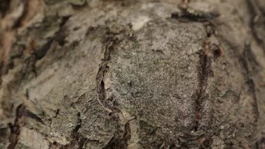 Karıncalar üzerinde ağaç kabuğu