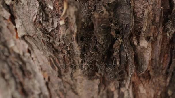 Mravenci skrývat pod kůrou — Stock video