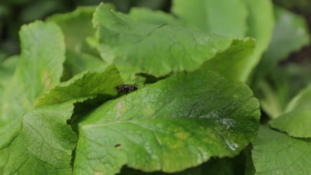 Fly on Green Leaves — Stock Video