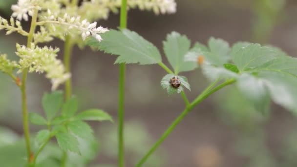 Mücke und Käfer auf Blättern — Stockvideo