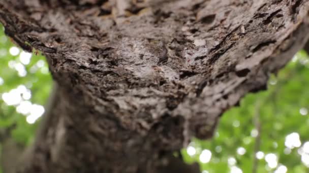 Formigas em um intervalo de tempo de ramo de árvore — Vídeo de Stock
