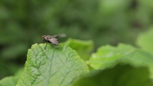 Die große Fliege ist sauber — Stockvideo