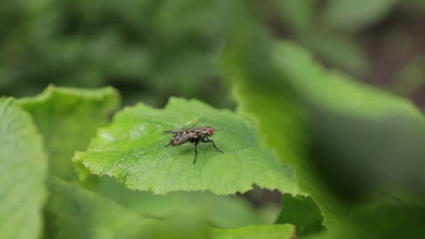 La mosca è pulita sulle foglie — Video Stock