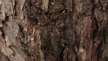 Karınca ağaca tırmanmak