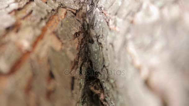 Ameisenhaufen im Baum — Stockvideo