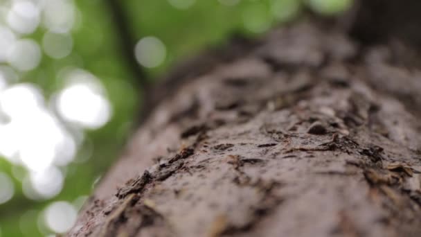 Las hormigas se arrastran sobre la corteza de un árbol — Vídeo de stock