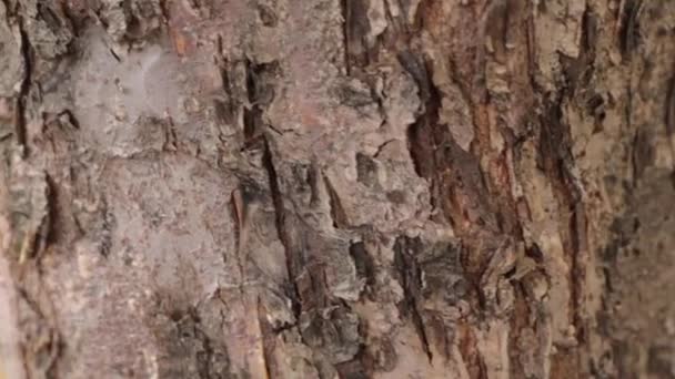 Τα μυρμήγκια που τρέχουν κάτω από το δέντρο — Αρχείο Βίντεο