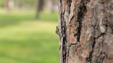 Ağaçtaki böcek.