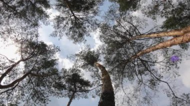 Çam ormanı ve gökyüzü alttan görünüm