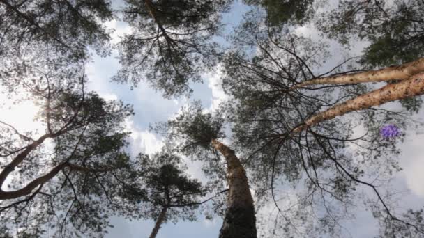 Bosque de pino y cielo Vista inferior — Vídeo de stock