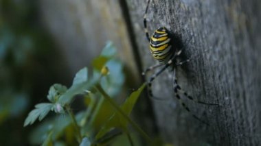 Ahşap tahta üzerinde büyük Wasp örümcek