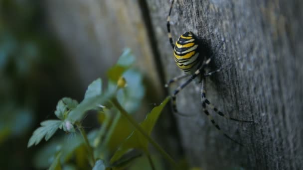 Big Wasp Spider sur la planche en bois 