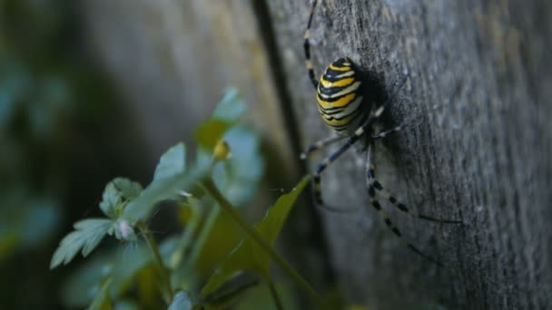 Gran araña avispa en el tablón de madera — Vídeos de Stock