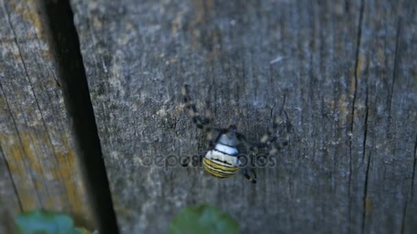 La Grande Araignée Guêpe 