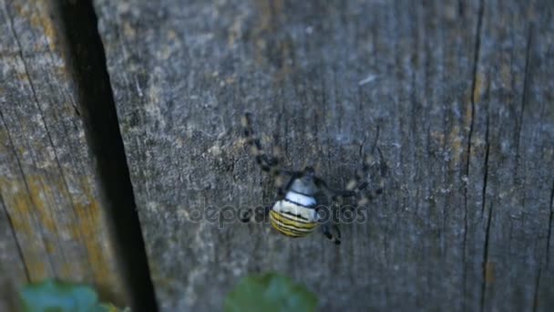 Великий Wasp павук — стокове відео