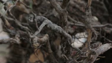 Pine kuru kökleri