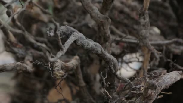 Las raíces secas del pino — Vídeo de stock