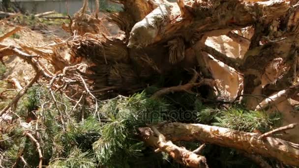 砍伐松树树 — 图库视频影像