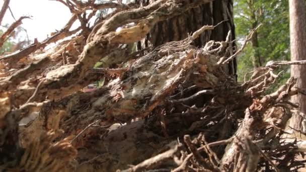 连根拔起的松树根 — 图库视频影像
