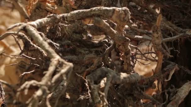 Rötterna av det torra trädet — Stockvideo