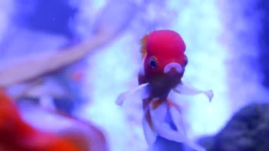 Japon balığı Oranda Ranchu egzotik