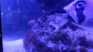 Siyah Porcupinefish Diodon Liturosus büyük başlıdırlar