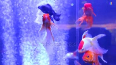 Japon balıkları dans olduğunu