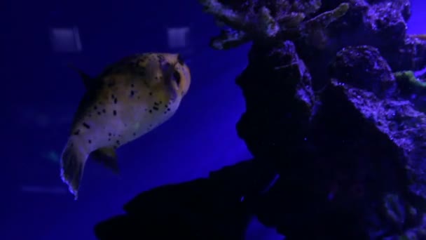 Arothron destek sarı altın kirpi balığı balık hapşırdı — Stok video