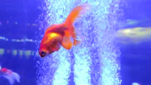 Goldfish Bowl Veiltail exotique — Video