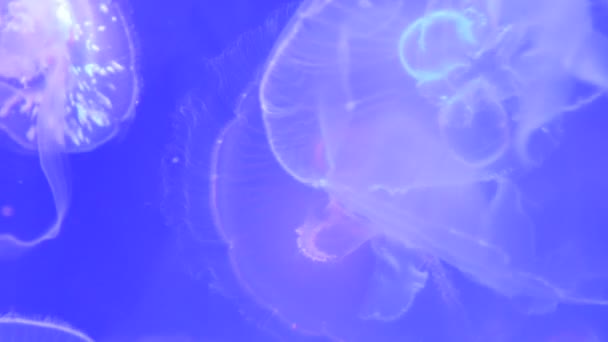 Jellyfish Glow and Change Color — Stock Video