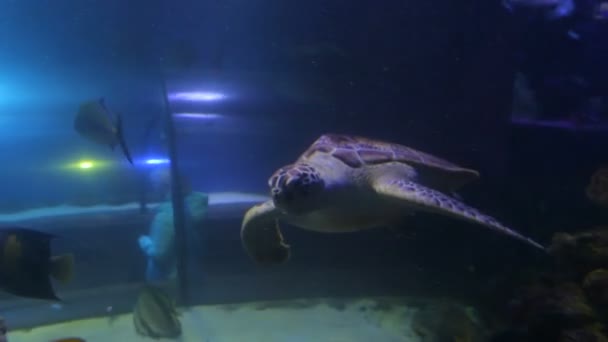 Grande tortue de mer brune — Video