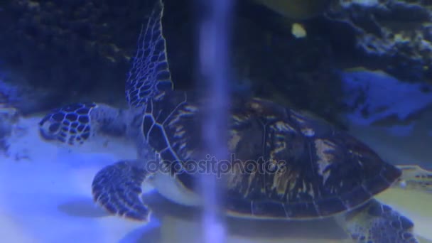 Tartaruga marinha à procura de comida — Vídeo de Stock