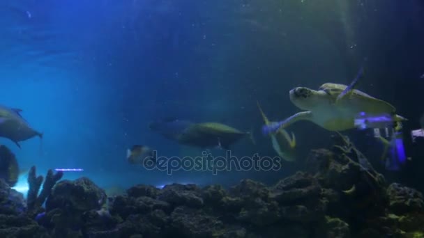 Meeresschildkröte schwimmt mit Fischen — Stockvideo