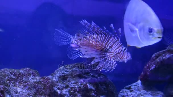 Lionfish 얼룩말 물고기 — 비디오