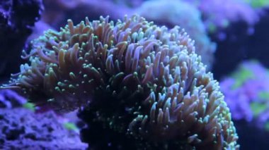 Anemone Heteractis Magnifica