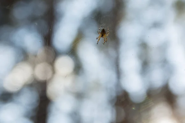Böcek örümcek örümcek ağı tarih