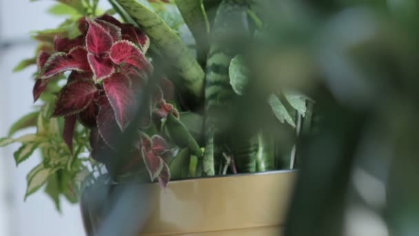 Різнокольорові кімнатні рослини в горщику — стокове відео