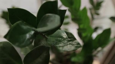 Houseplant makro yakın çekim