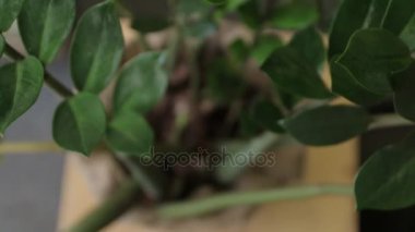 Yukarıdan houseplant görünümü