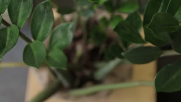 上から観葉植物ビュー — ストック動画