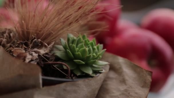 Pommes rouges et plantes d'intérieur — Video