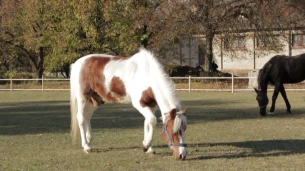 Pedigree Horses Black Grey White Brown Color Spotted Horse Pasture — Stock Video