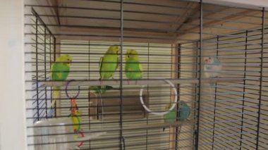 Yeşil papağan kafesi